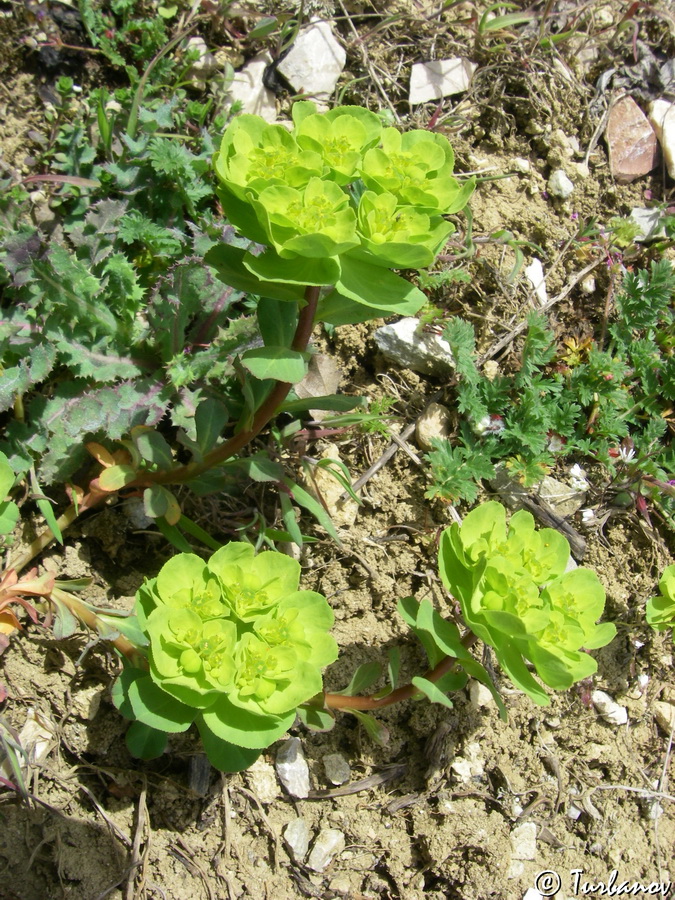 Изображение особи Euphorbia helioscopioides.