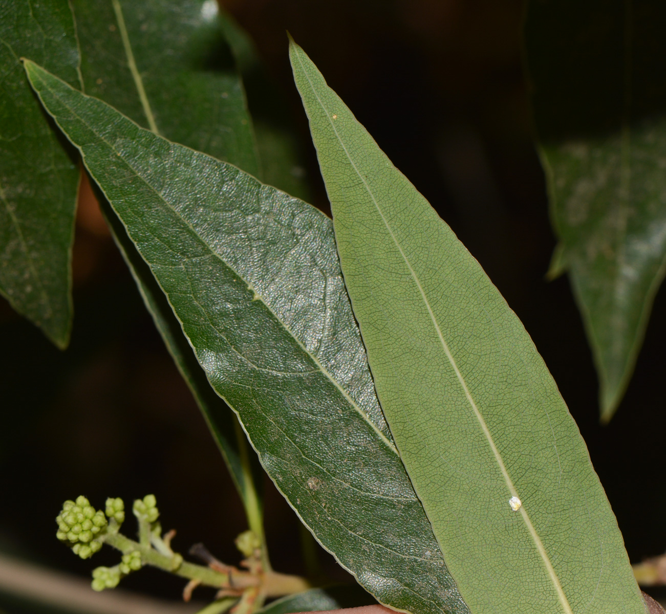 Image of Bontia daphnoides specimen.