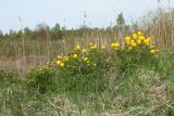 Trollius europaeus. Куртины цветущих растений на лугу. Ленинградская обл., Гатчинский р-н, окр. пос. Пудость, сыроватый луг на травертине на месте заброшенного карьера. 27.05.2017.