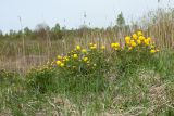 Trollius europaeus