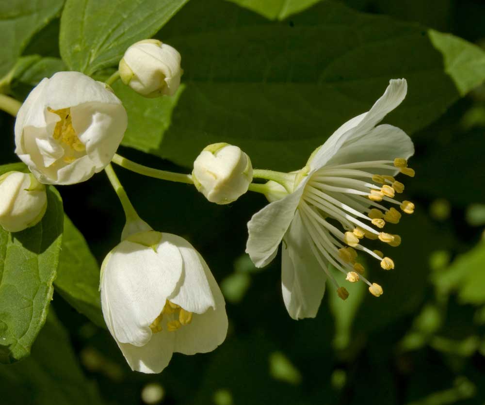 Image of Philadelphus coronarius specimen.