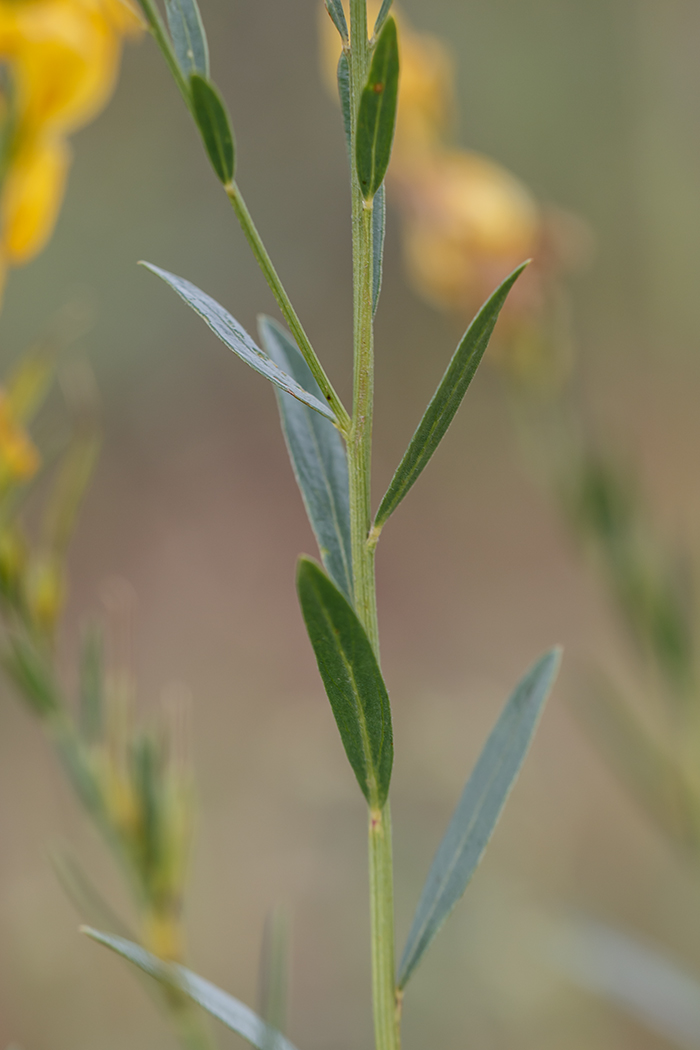 Image of Genista tinctoria specimen.