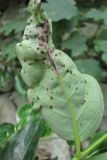 Diospyros lotus