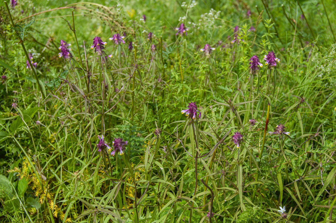 Image of Melampyrum cristatum specimen.