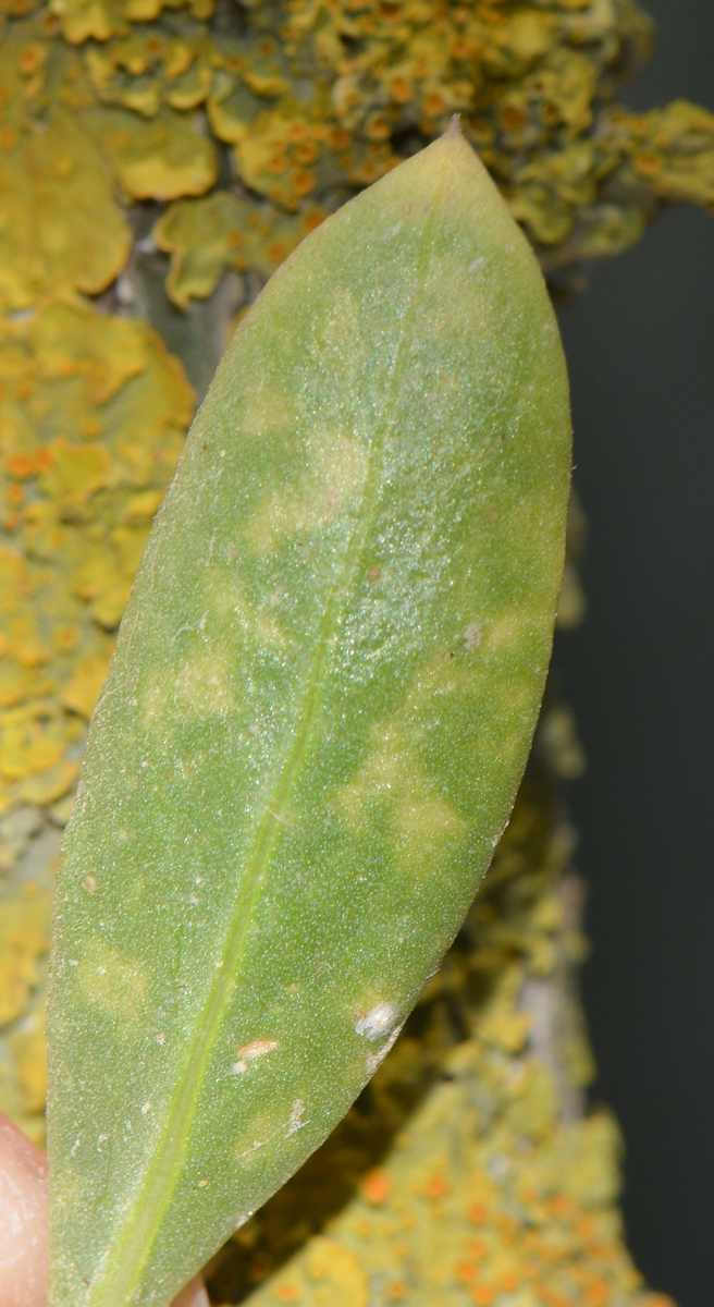Image of Fouquieria diguetii specimen.