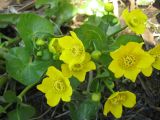 Caltha palustris