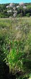 genus Valeriana