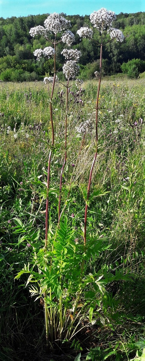 Изображение особи род Valeriana.