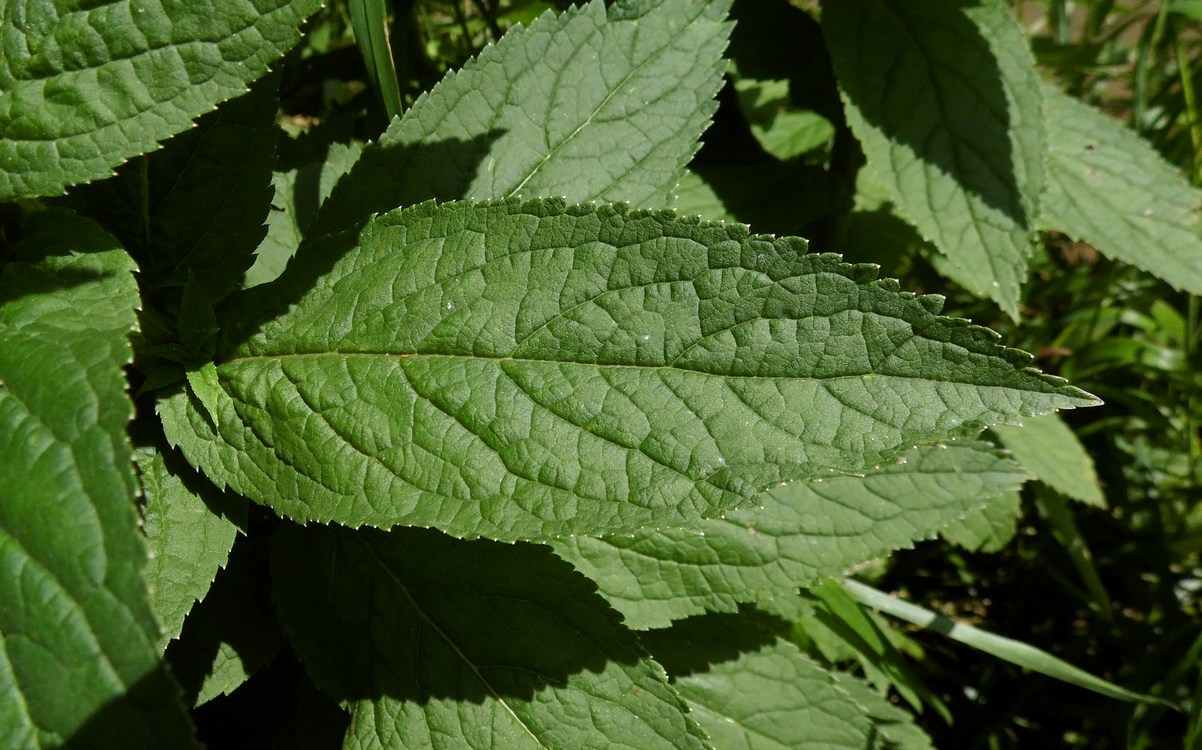 Image of Gadellia lactiflora specimen.