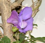 Vigna speciosa