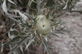 Cirsium turkestanicum