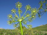 Angelica tatianae