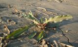 род Rumex