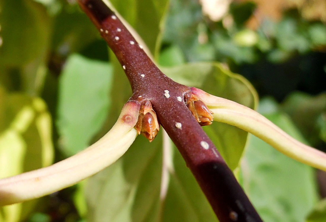 Изображение особи Syringa reticulata.