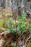 Lathyrus humilis