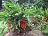 Heliconia rostrata