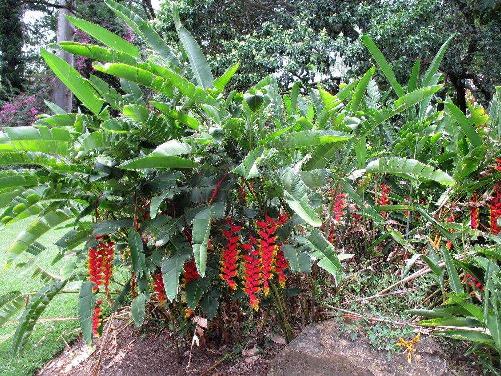 Image of Heliconia rostrata specimen.