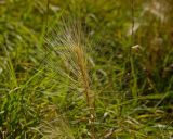 Hordeum jubatum