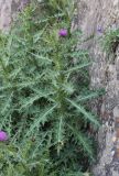 Cirsium elbrusense. Верхушка цветущего растения. Кабардино-Балкария, Эльбрусский р-н, окр. пос. Эльбрус, ок. 1800 м н.у.м, берег р. Ирик у прибрежной скалы. 29.07.2017.