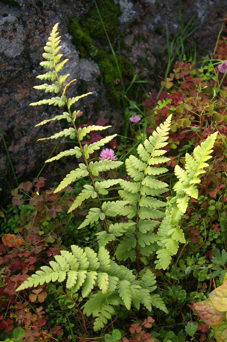 Изображение особи Dryopteris cristata.