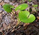 Ranunculus cassubicus