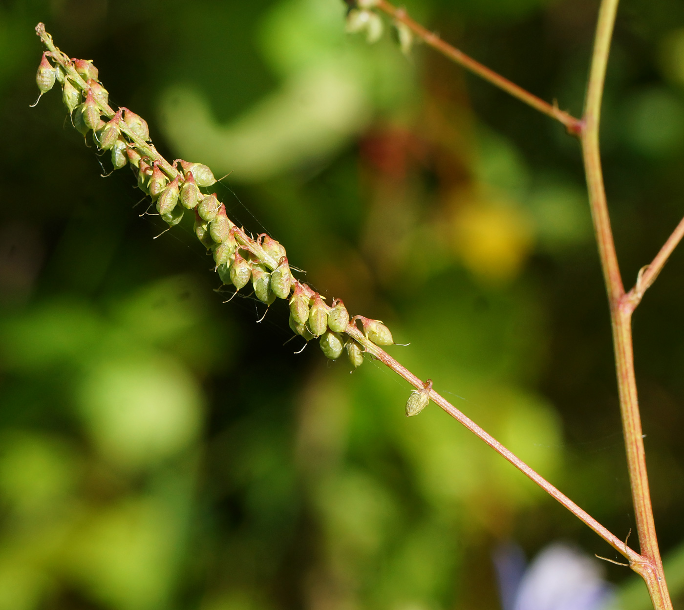 Изображение особи Melilotus albus.