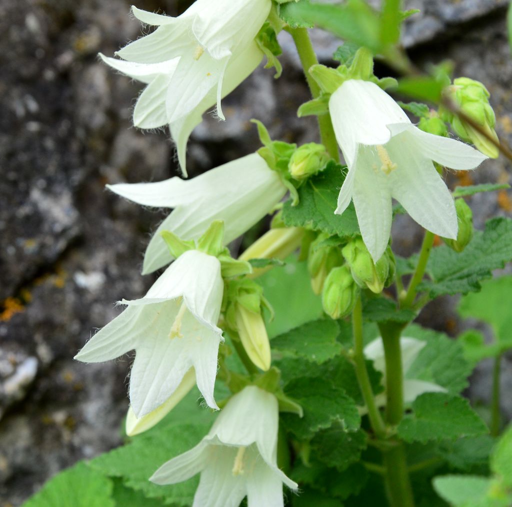 Изображение особи Campanula dolomitica.