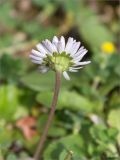 Bellis perennis. Верхушка побега с соцветием (вид со стороны обёртки). Грузия, Имеретия, окр. пос. Вардигора, дол. р. Дсуса, низкотравный луг. 06.05.2017.