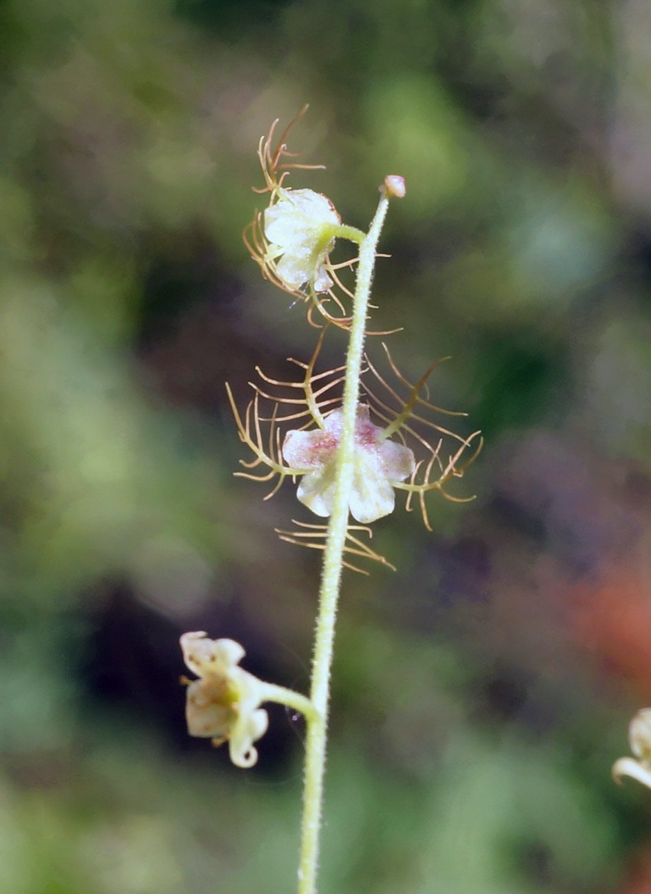 Image of Mitella nuda specimen.