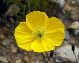 genus Papaver. Цветок. Магаданская обл., окр. г. Магадан, мр-н Солнечный, пустырь. 05.08.2016.