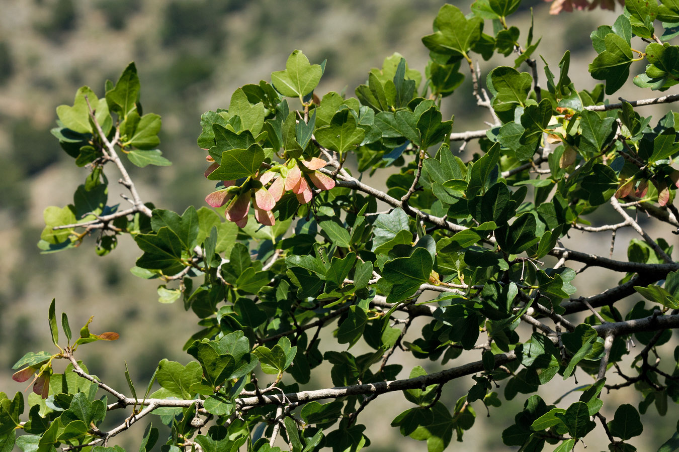 Image of Acer sempervirens specimen.