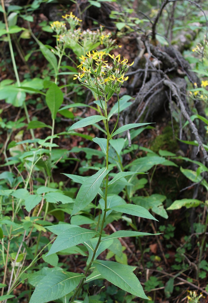 Image of Senecio propinquus specimen.