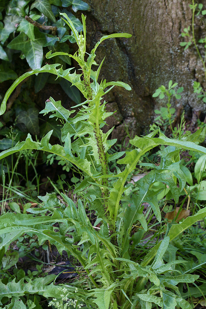 Изображение особи Crepis biennis.