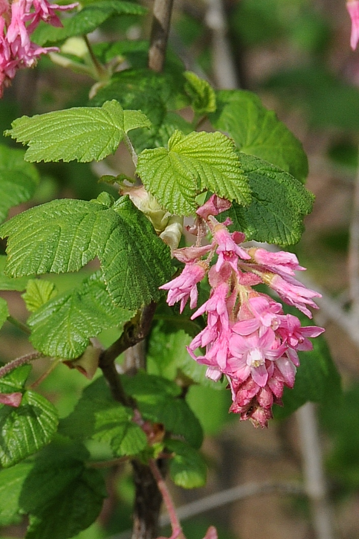 Image of Ribes sanguineum var. glutinosum specimen.