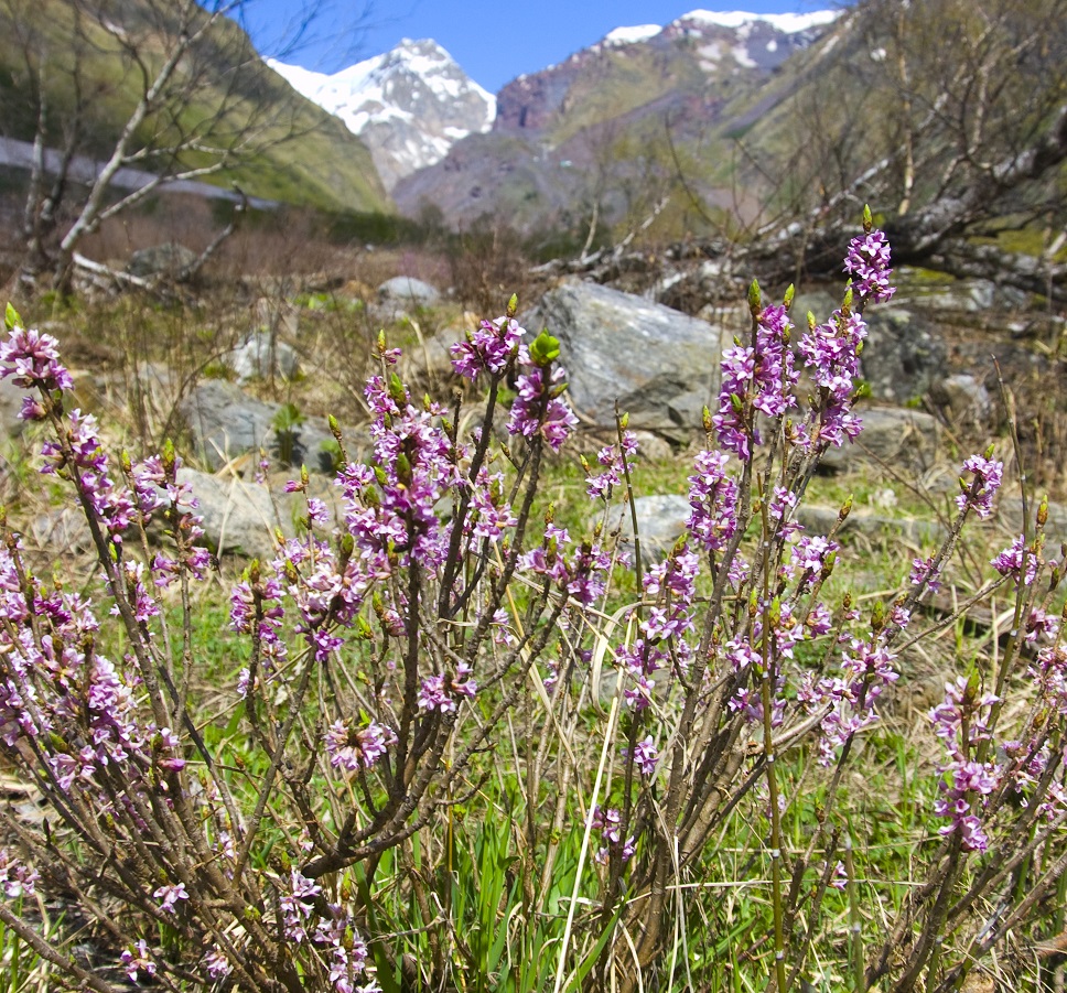 Image of Daphne mezereum specimen.