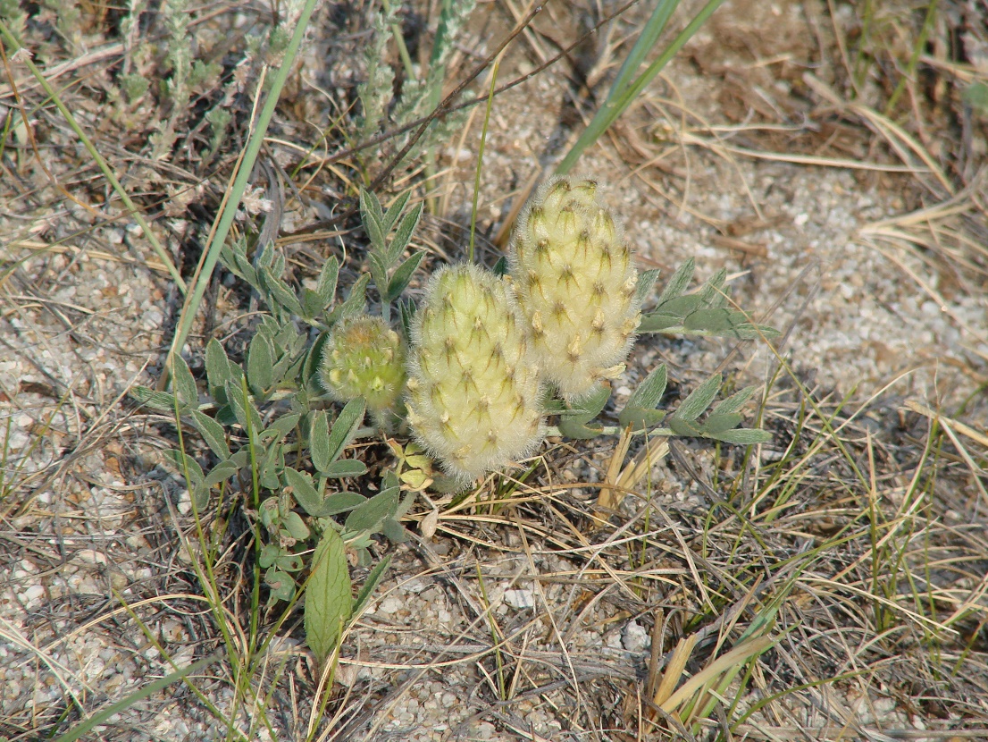 Image of Astragalus lupulinus specimen.