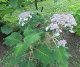 Hydrangea aspera ssp. sargentiana