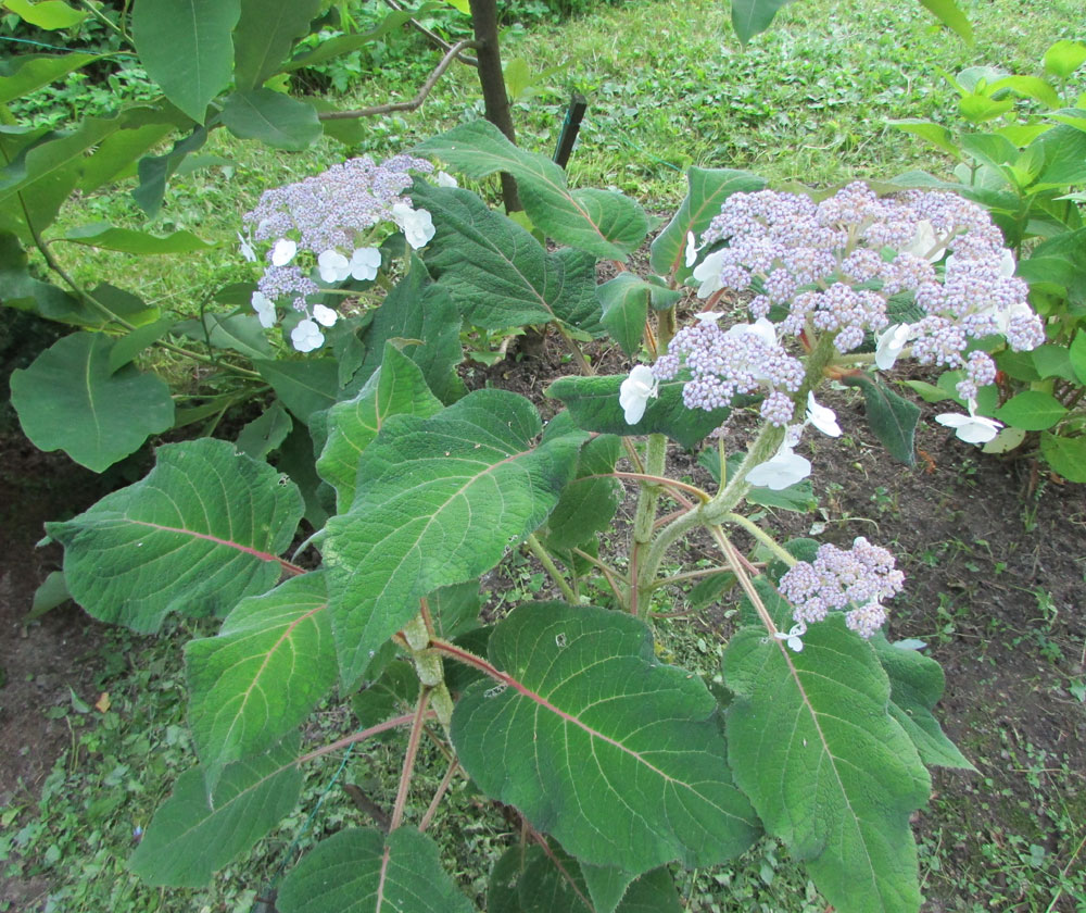 Image of Hydrangea aspera ssp. sargentiana specimen.