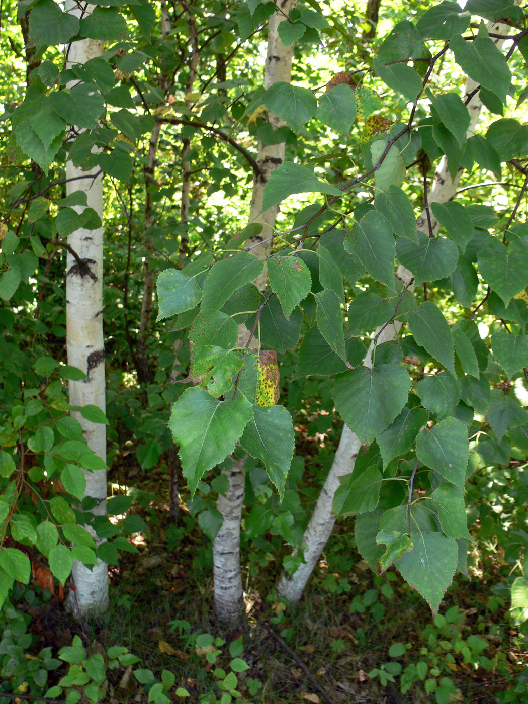 Изображение особи Betula platyphylla.