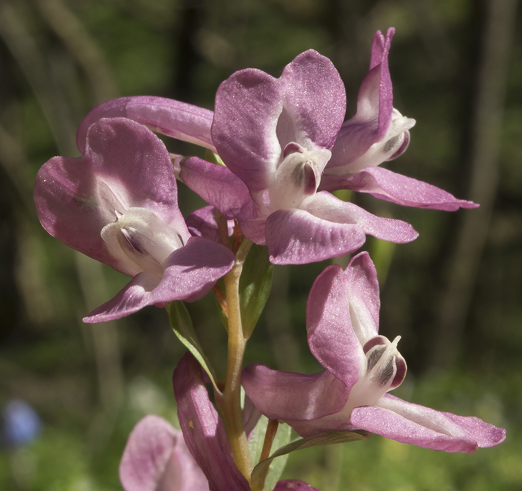 Image of Corydalis caucasica specimen.