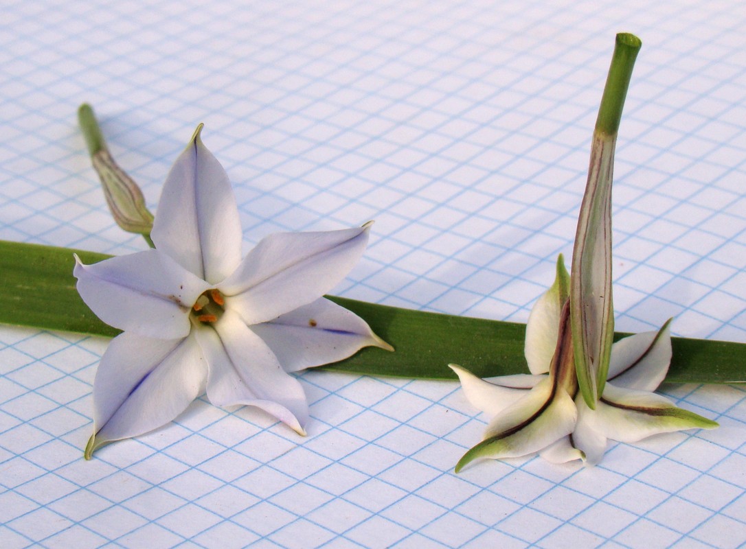 Image of Ipheion uniflorum specimen.