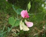 Lathyrus rotundifolius