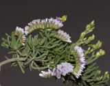 Limonium papillatum. Верхушка веточки с развивающимися и отцветающими соцветиями. Испания, автономное сообщество Канарские о-ва, о-в Фуэртевентура, провинция Las Palmas, муниципалитет La Oliva, северные окр. пос. El Cotillo, дюны у мыса de la Enrocadiza. 04.03.2018.