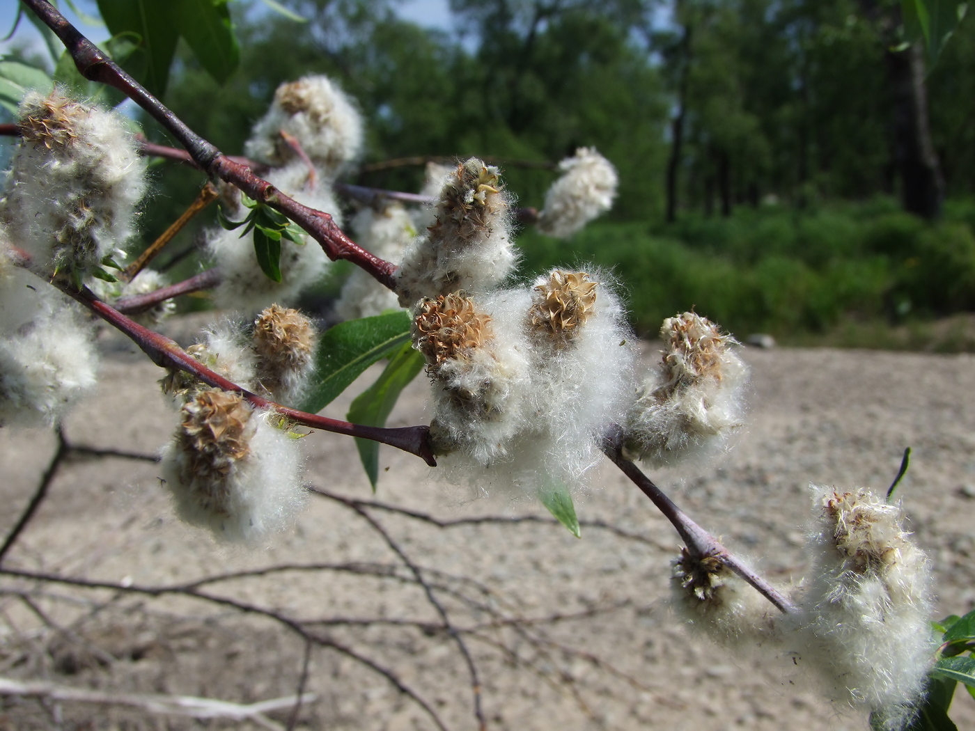 Image of Salix rorida specimen.