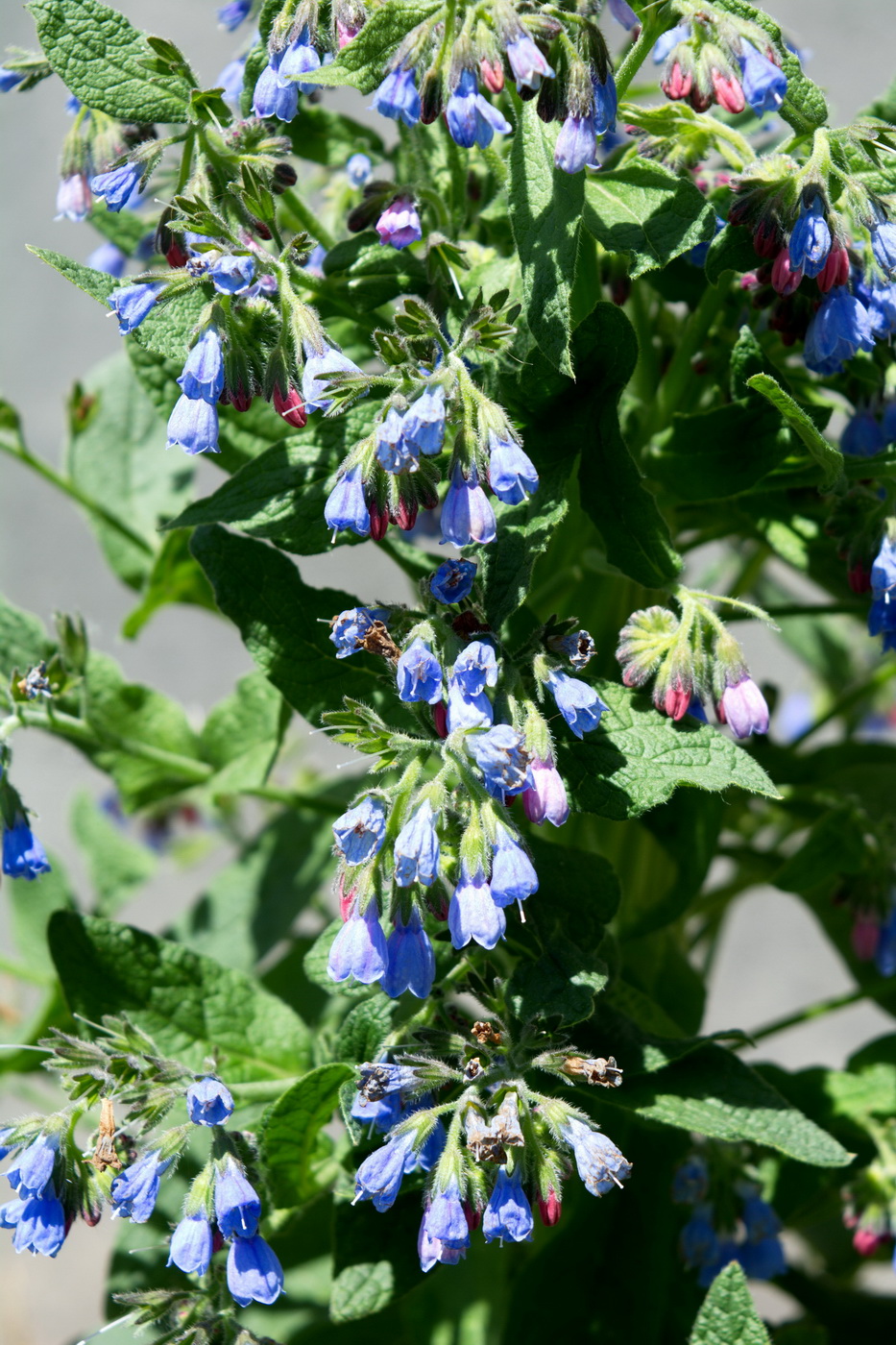 Изображение особи Symphytum caucasicum.