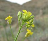 Brassicaceae