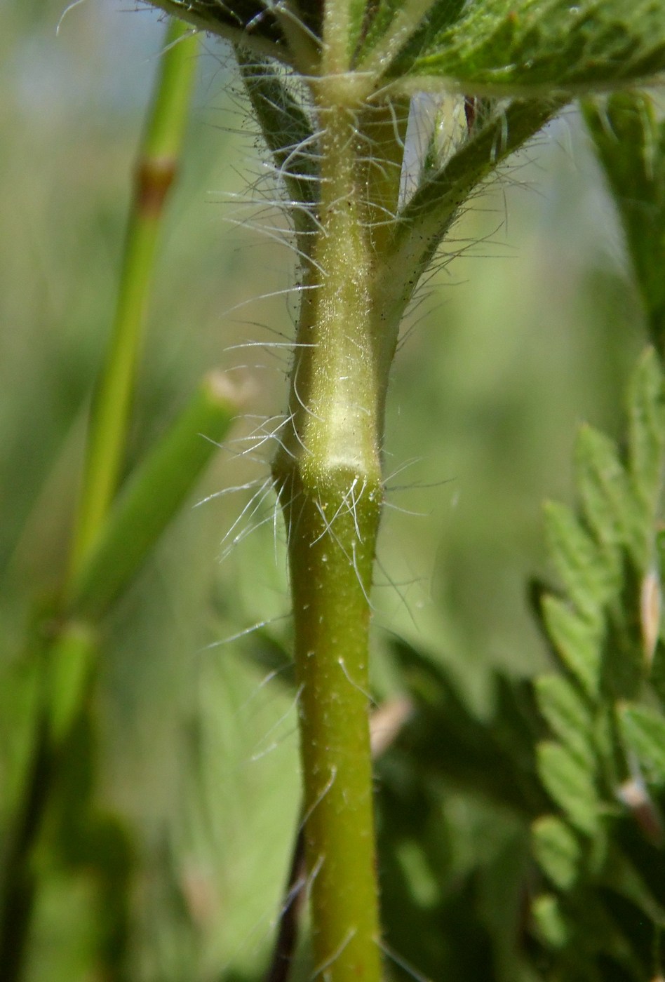 Изображение особи Potentilla recta.