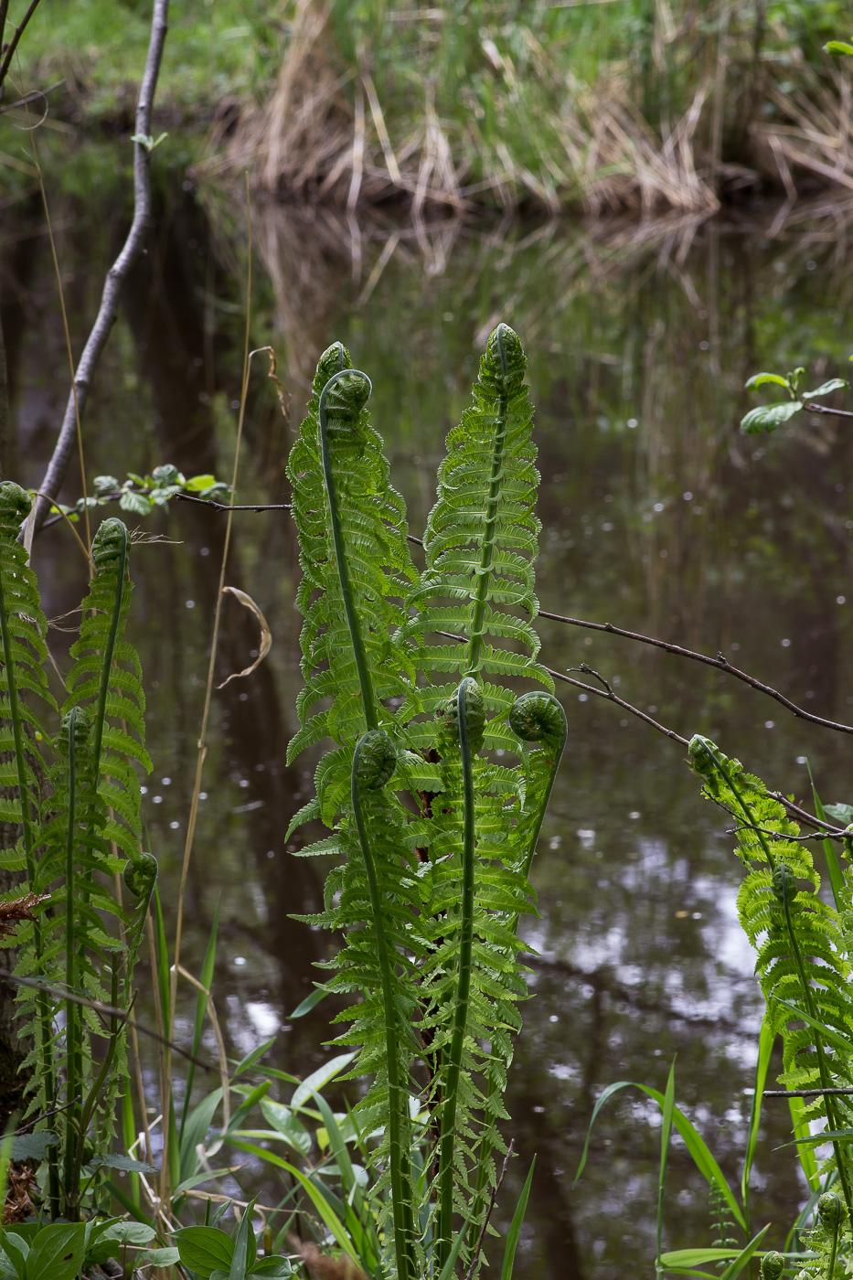 Image of Matteuccia struthiopteris specimen.