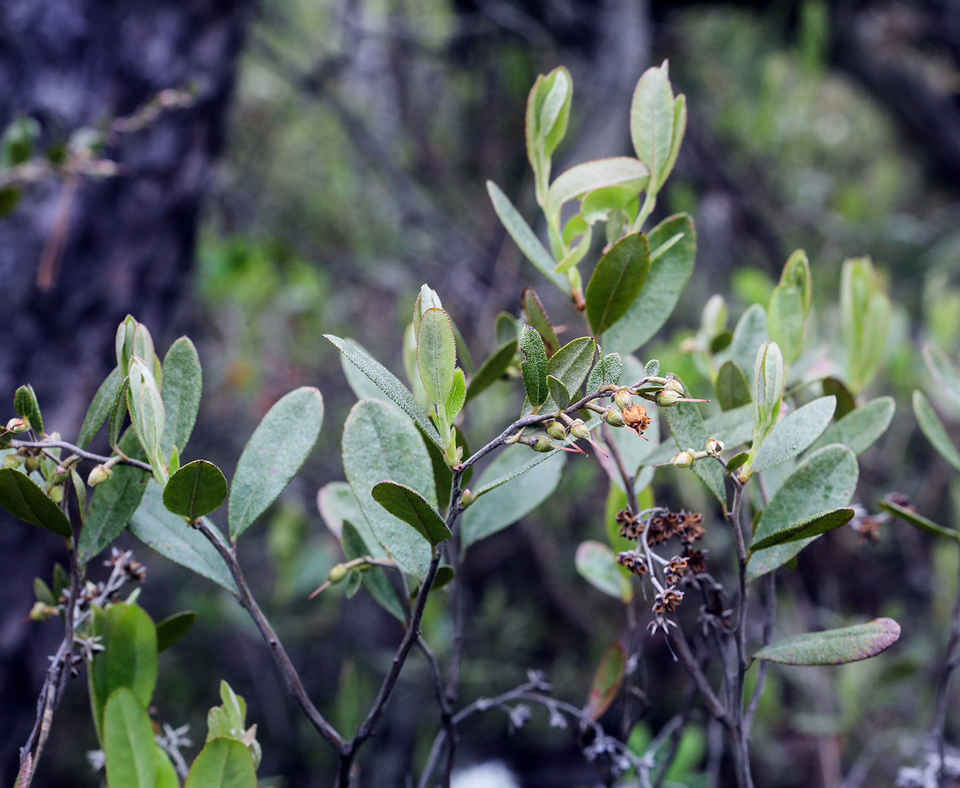 Image of Chamaedaphne calyculata specimen.