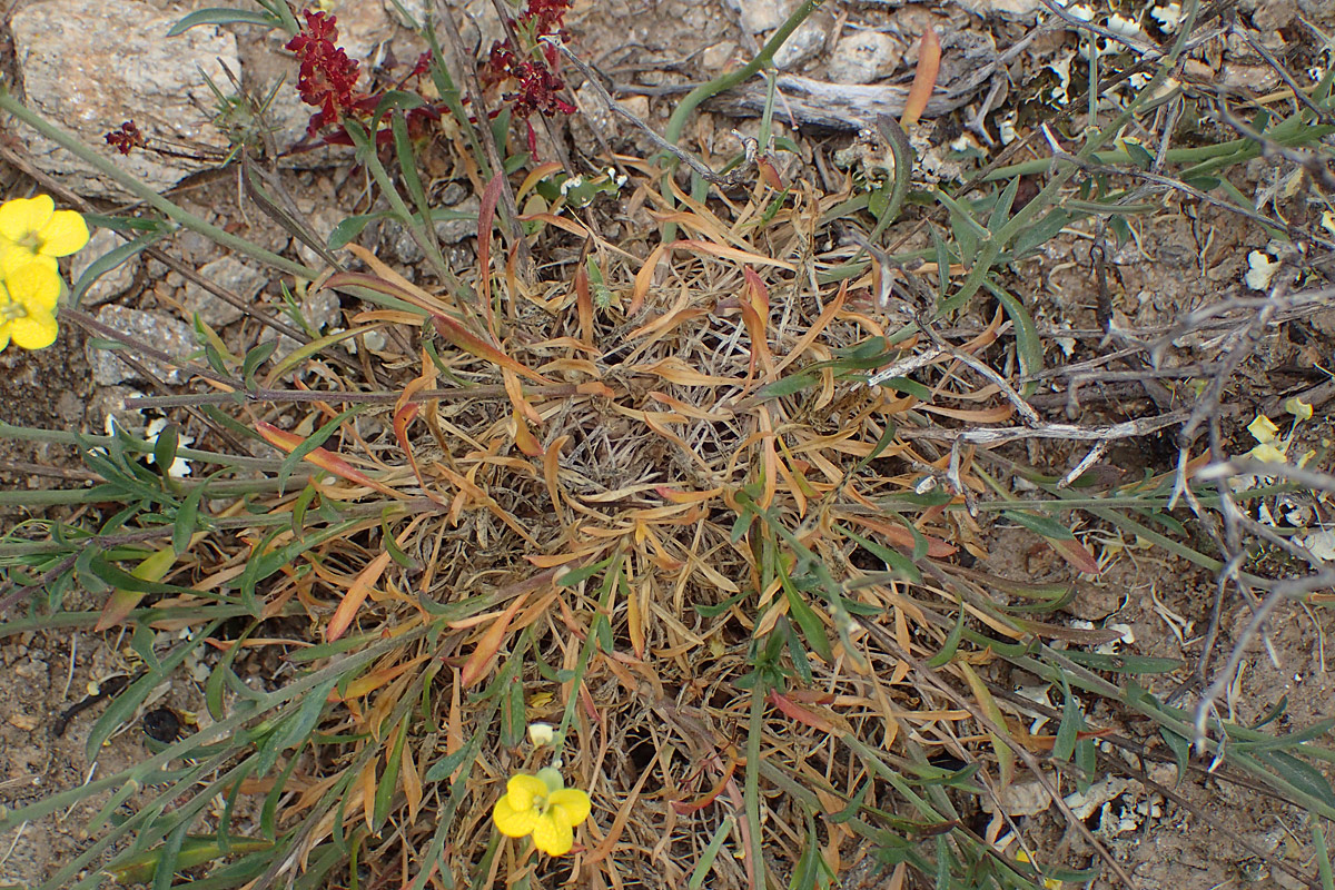 Image of Erysimum pusillum ssp. hayekii specimen.